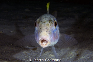 Goatfish in the dark by Pietro Cremone 
